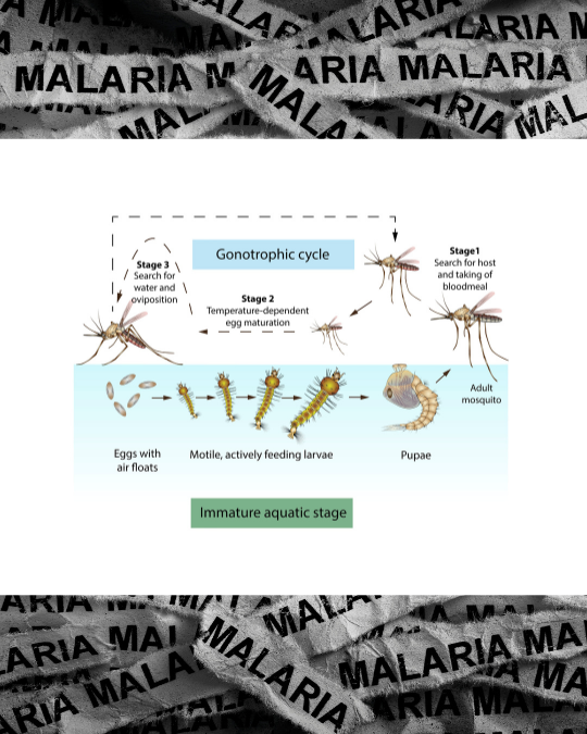 ilustrasi siklus nyamuk anopheles penyebab malaria