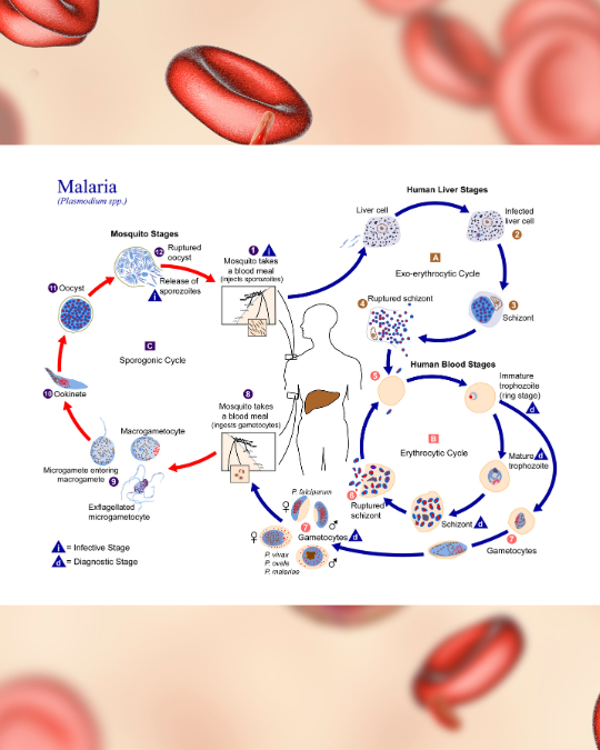 ilustrasi siklus hidup nyamuk malaria