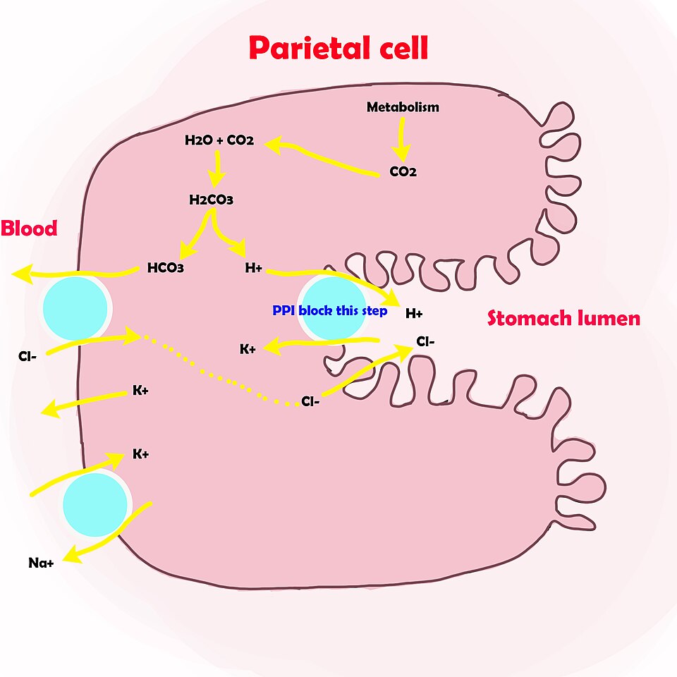 ilustrasi kerja obat inhibitor pompa proton