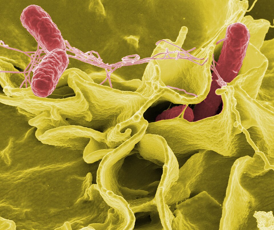 Salmonella Typhi salah satu bakteri penyebab keracunan makanan